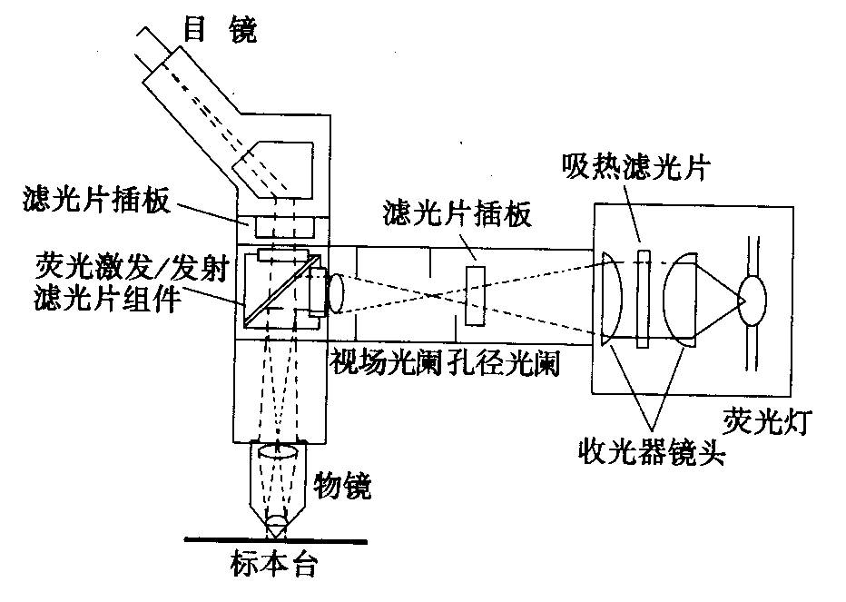 熒光顯微鏡原理圖，激發(fā)濾板和壓制濾色系統(tǒng)